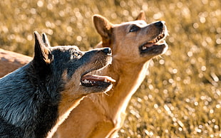 short-coated two brown and grey dogs on green grass during daytime